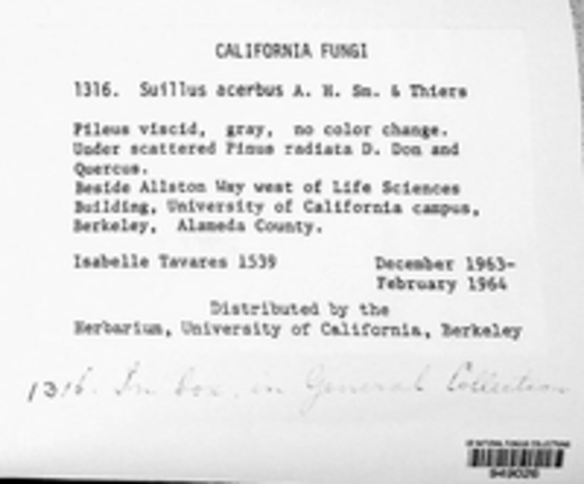 Suillus image